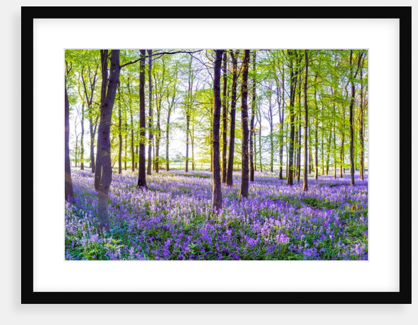Bluebells by Assaf Frank